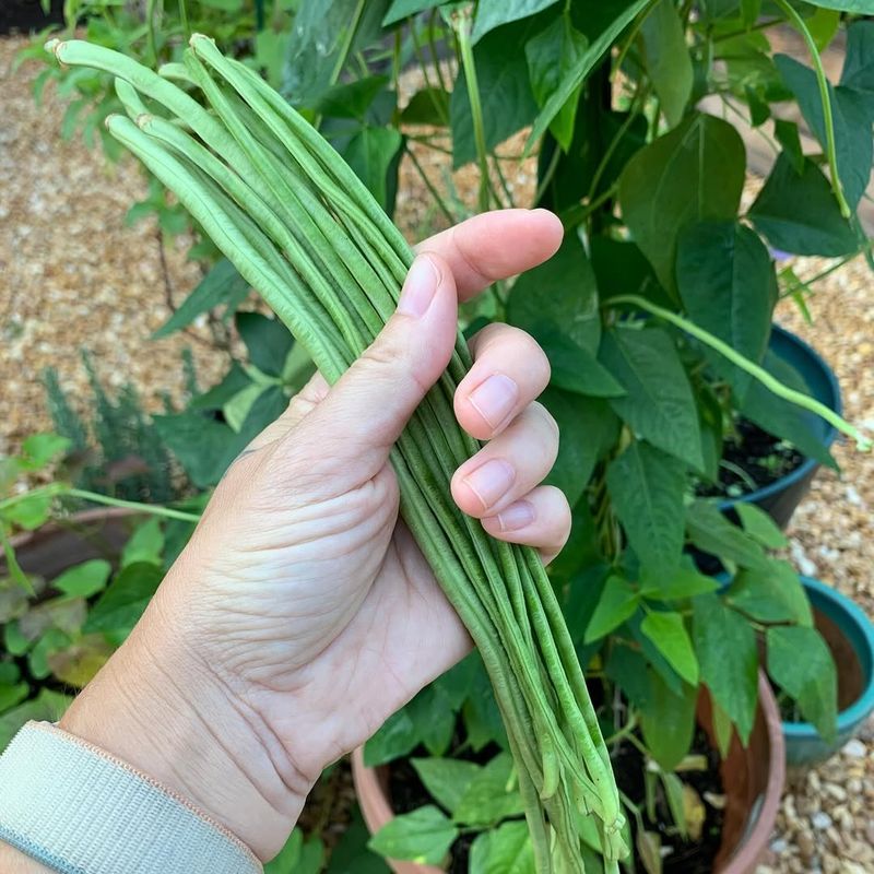 Shore-Loving String Beans
