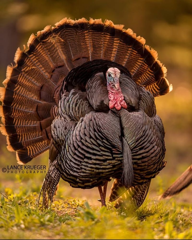 Wild Turkeys