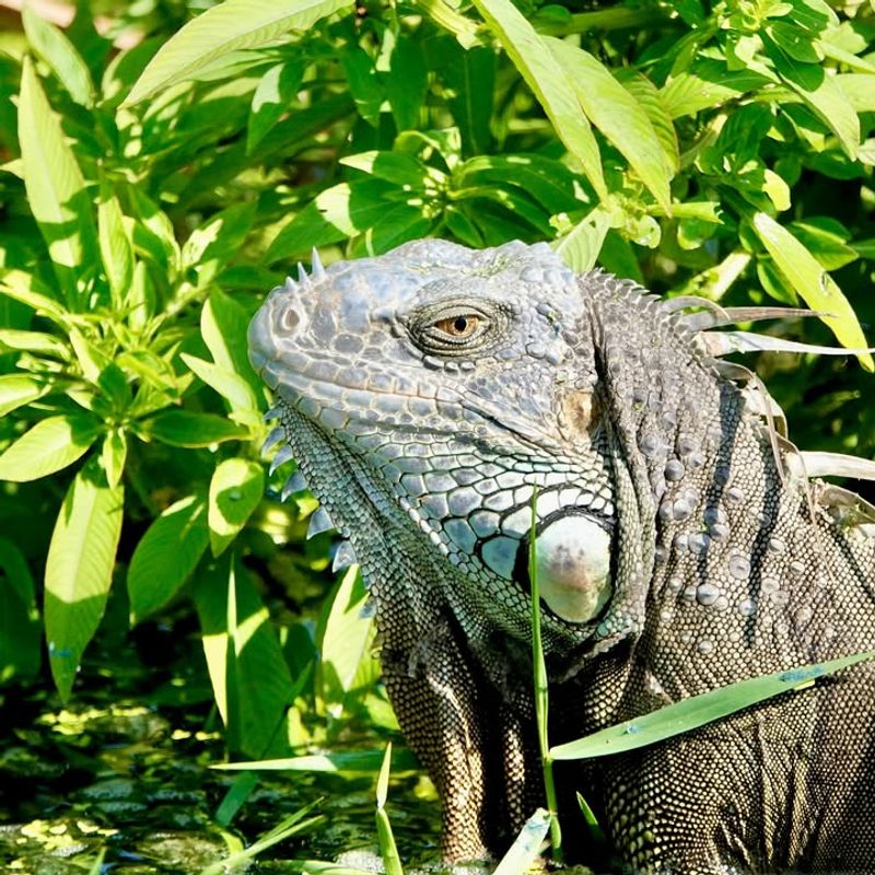 Iguanas
