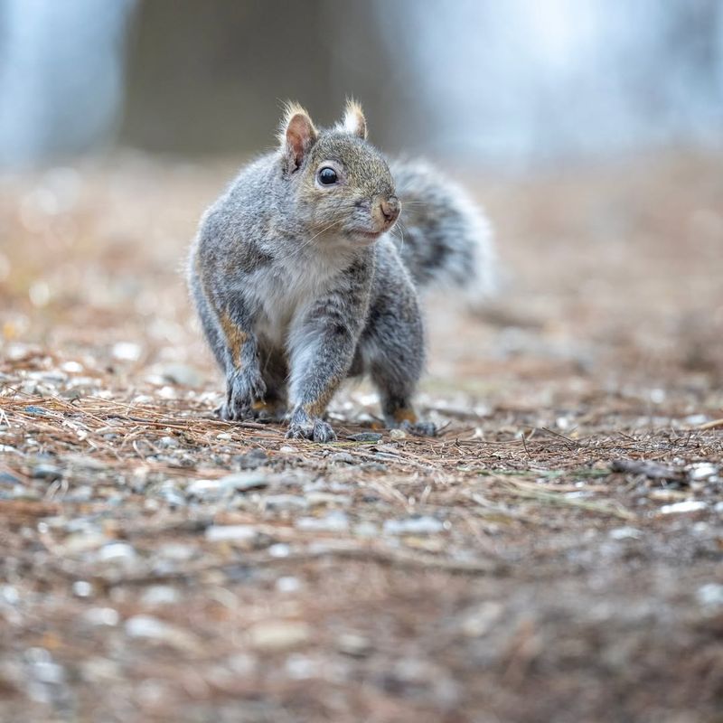 Eastern Gray Squirrels