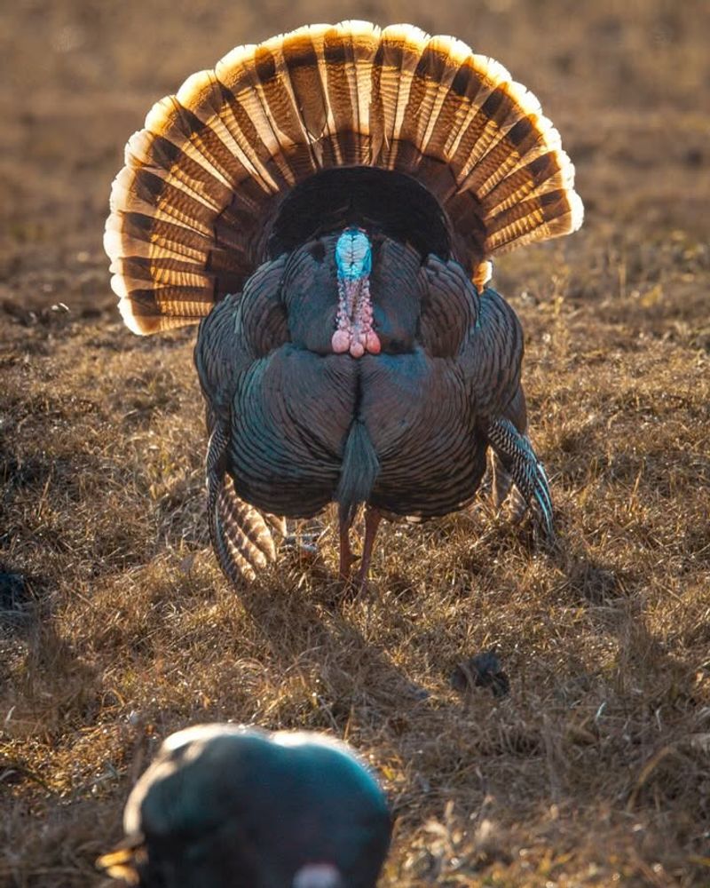 Turkey Flocks Strut Through Neighborhoods