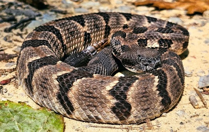 Timber Rattlesnakes