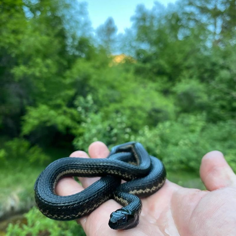 Wandering Garter Snakes