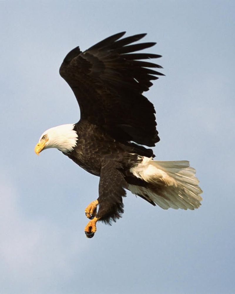 Bald Eagle