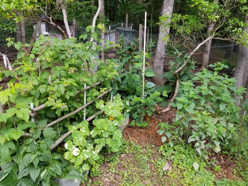Climate Resilience For Future Orchards