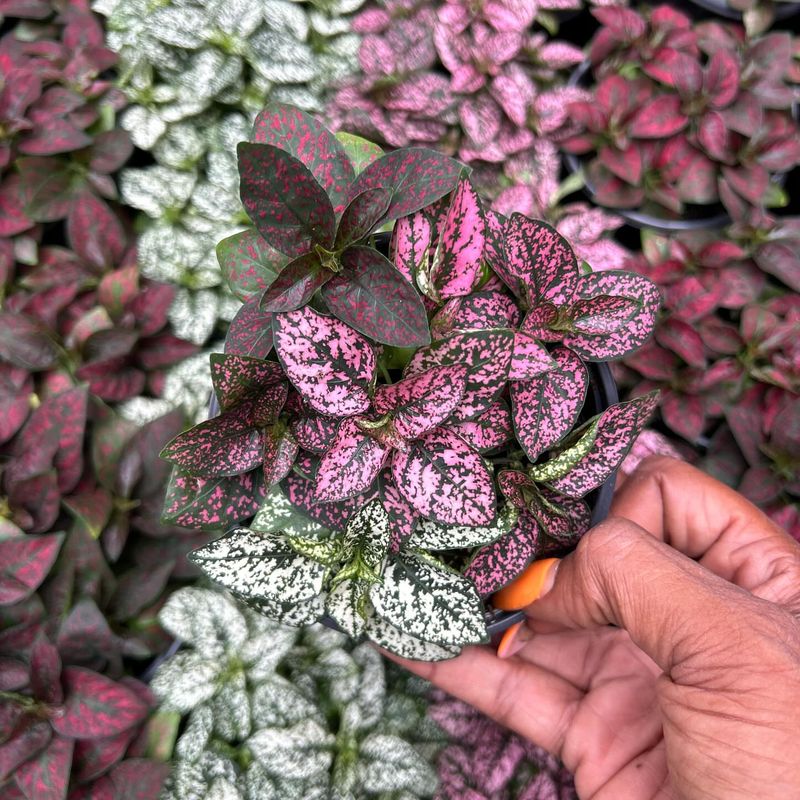 Polka Dot Plant