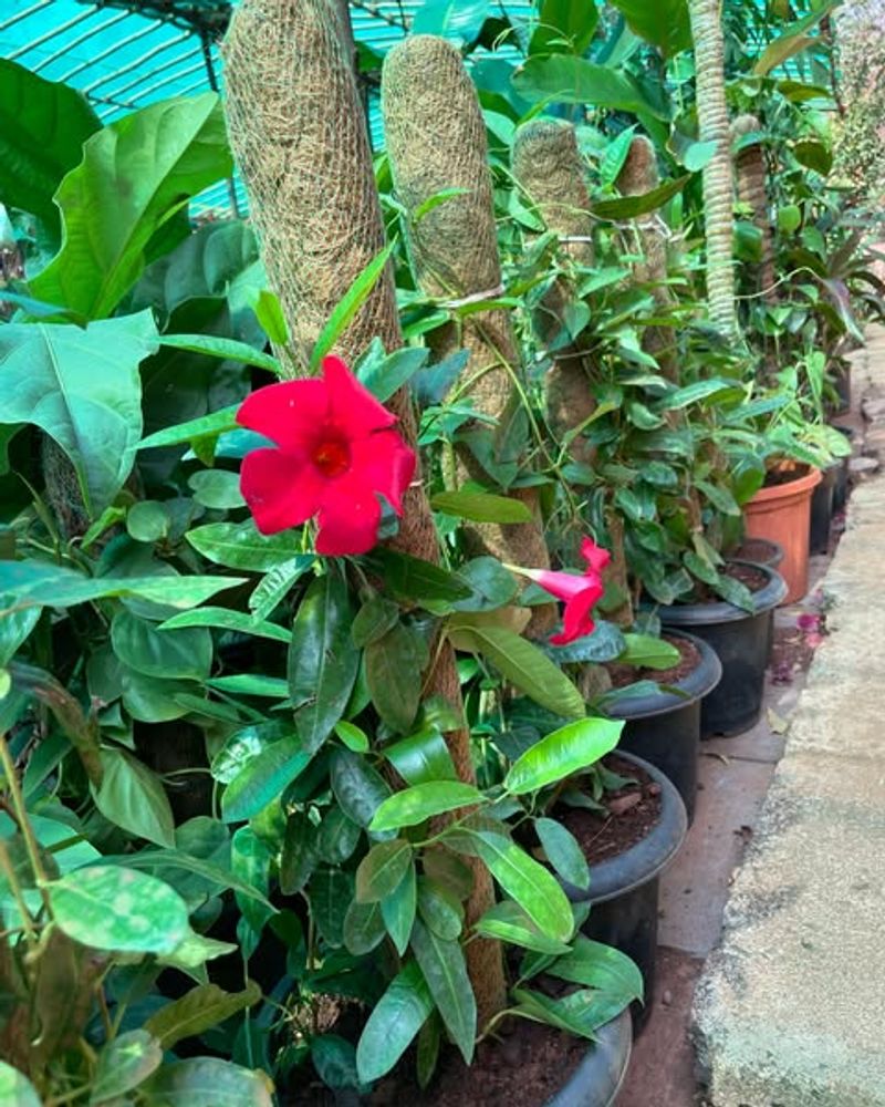Mandevilla Vines
