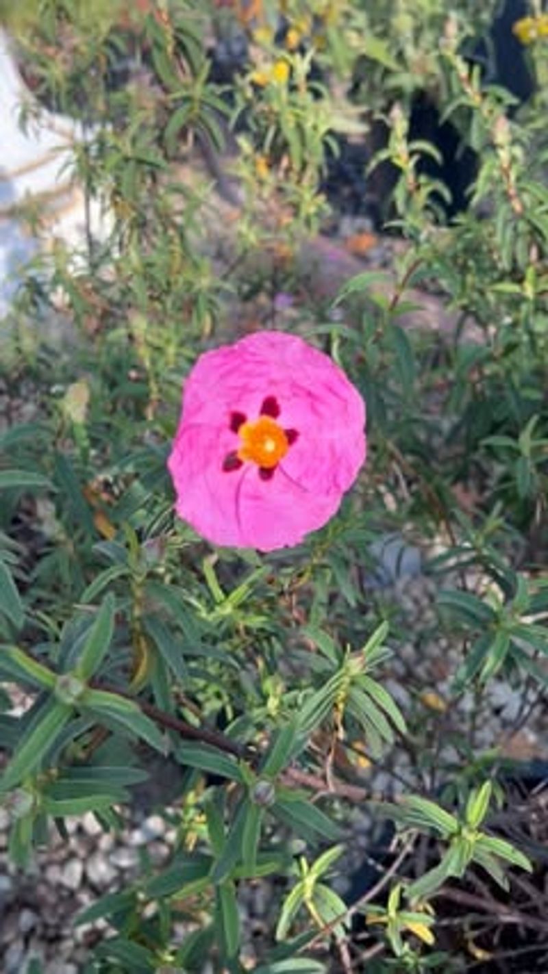 Rockrose