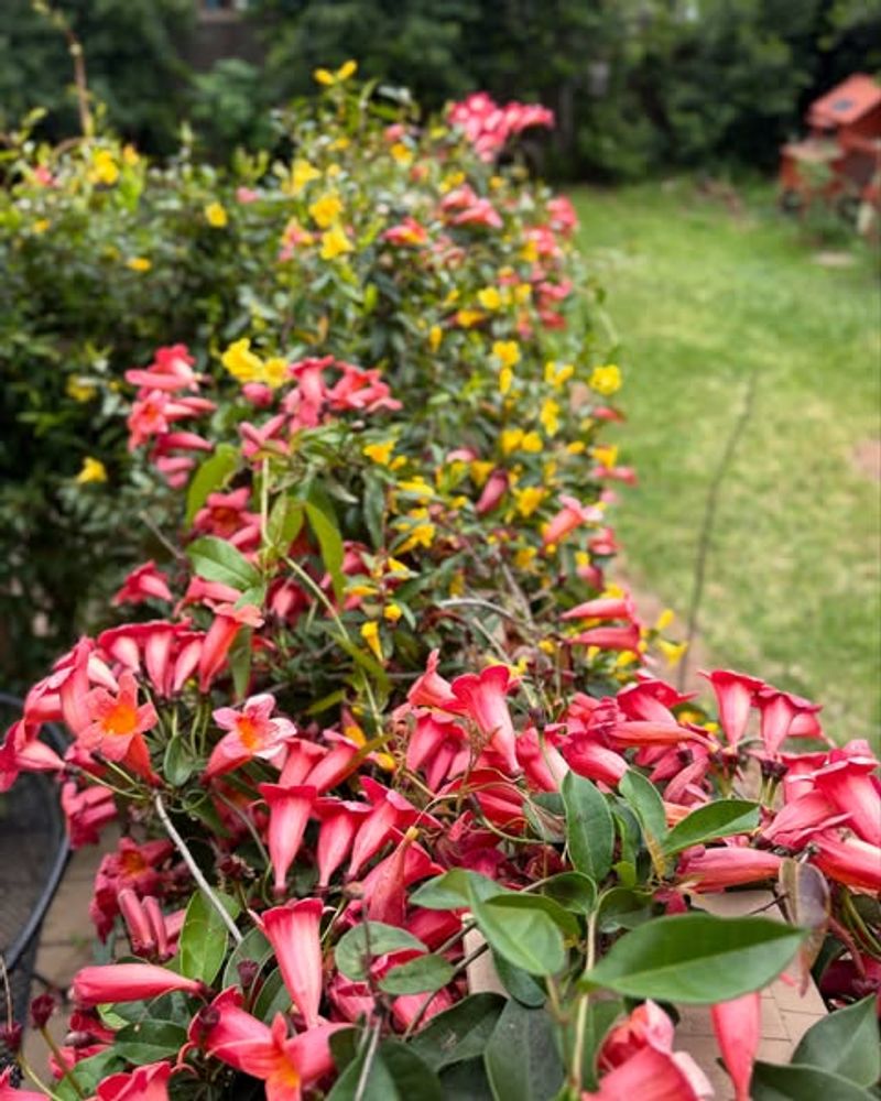 Crossvine And Carolina Jessamine