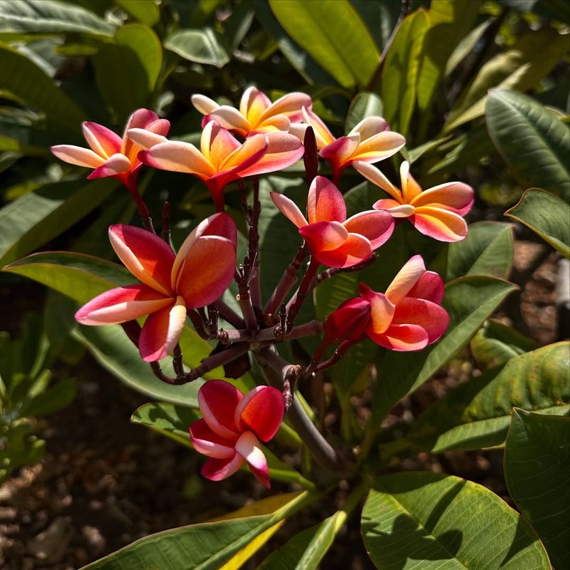Plumeria
