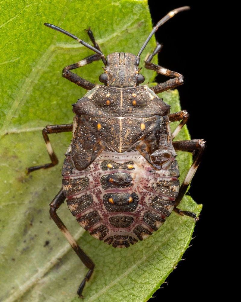 Stink Bugs