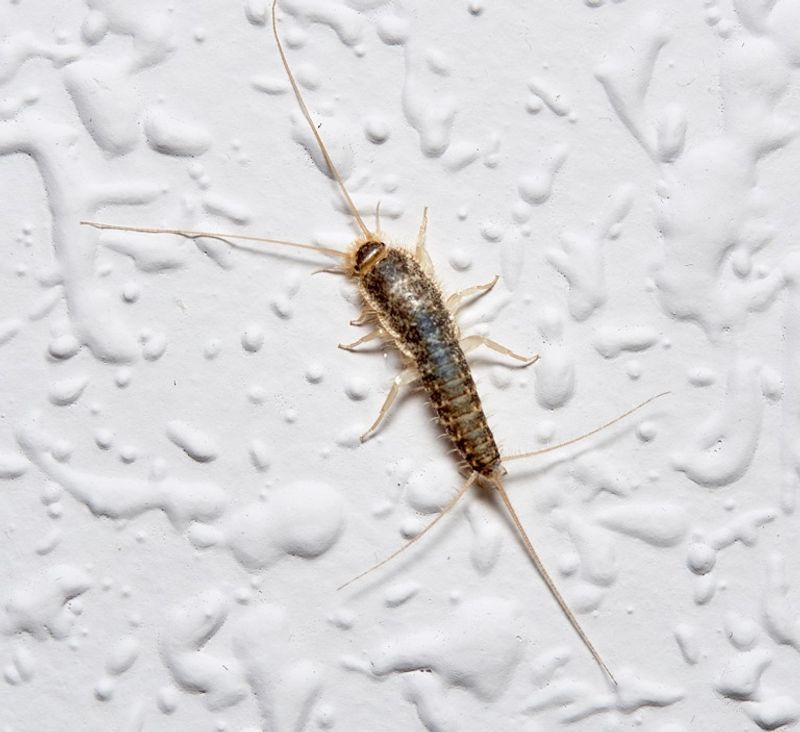 Silverfish