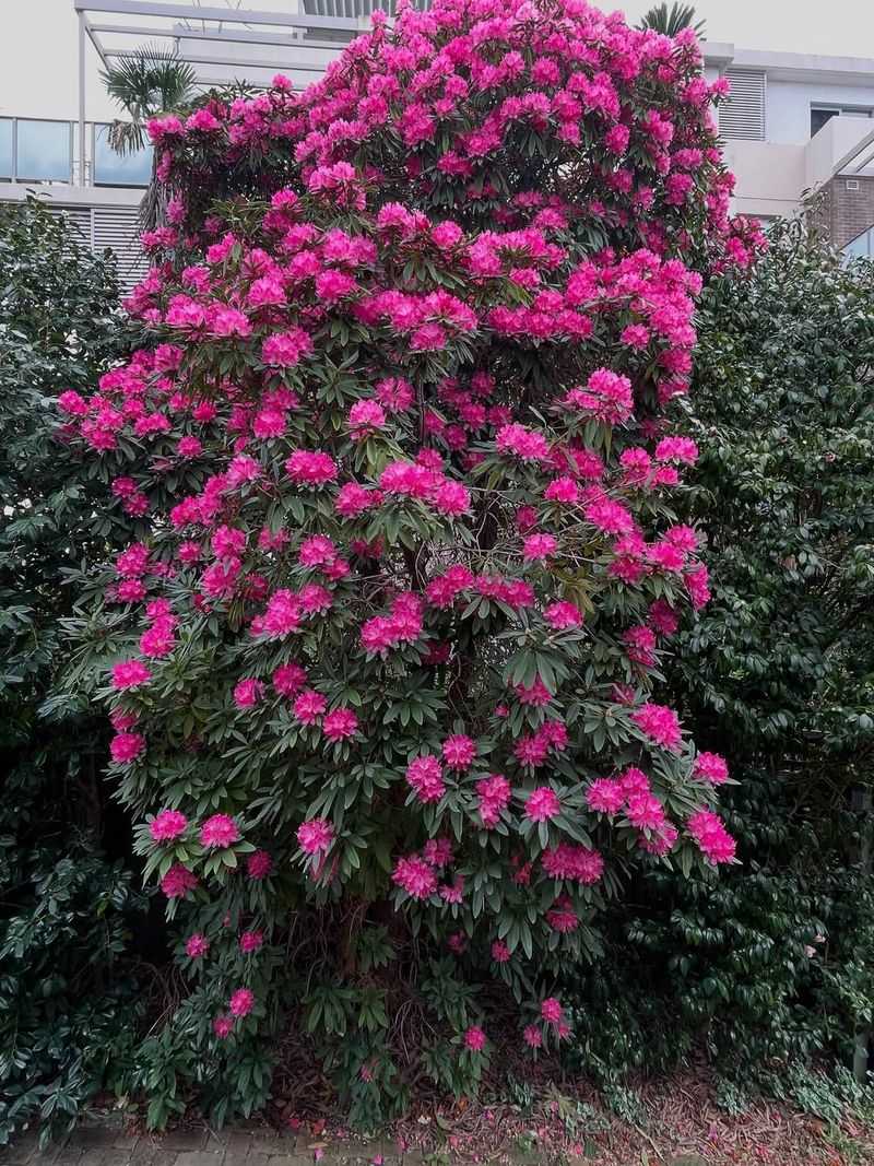 Rhododendron