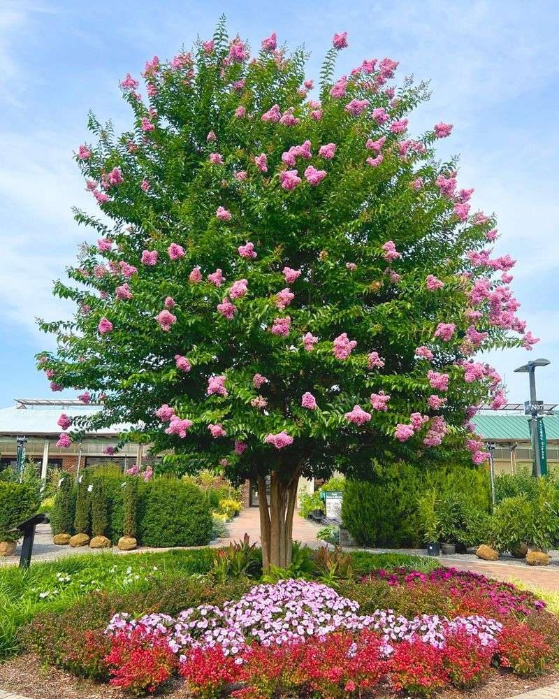 Crape Myrtle