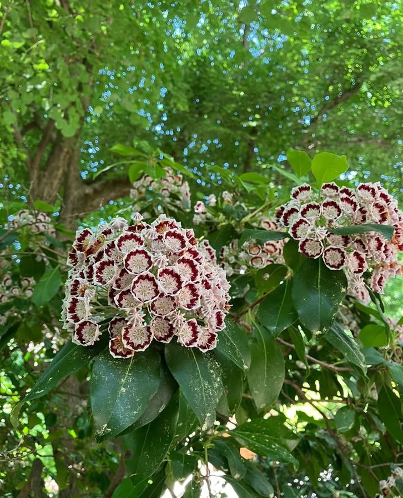 Mountain Laurel