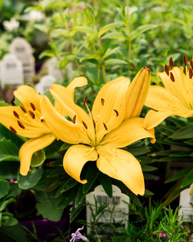 Perennial Flowers
