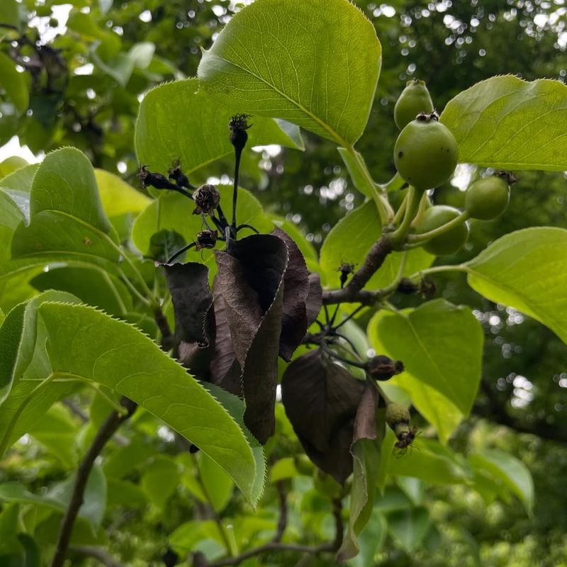 Fruit Trees