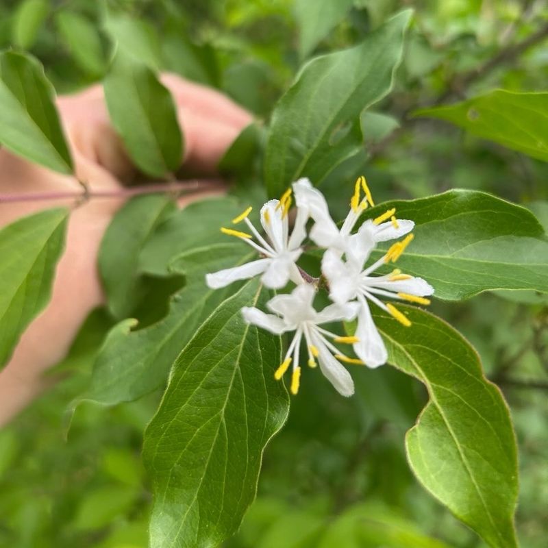 Japanese Honeysuckle