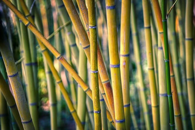 Bamboo Plantings