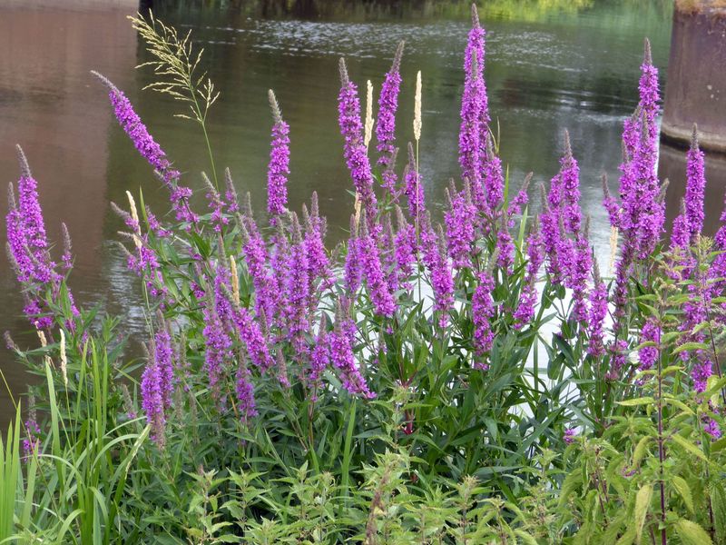 Purple Loosestrife Overtaking Wetland Edges