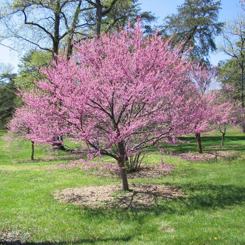 Bark Crevices Hide Beneficial Insects