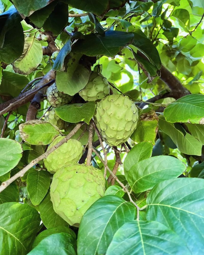Cherimoya