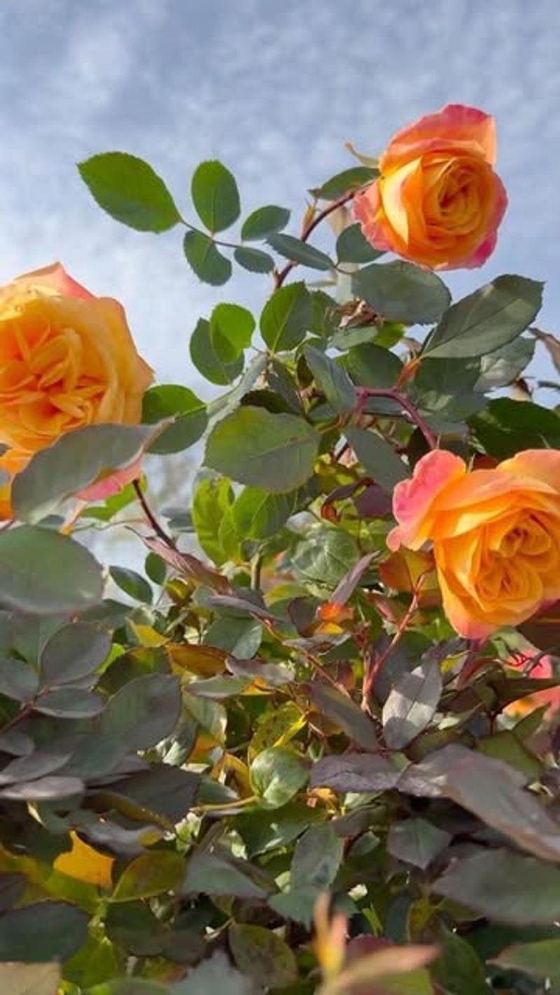 Fragrant Cloud