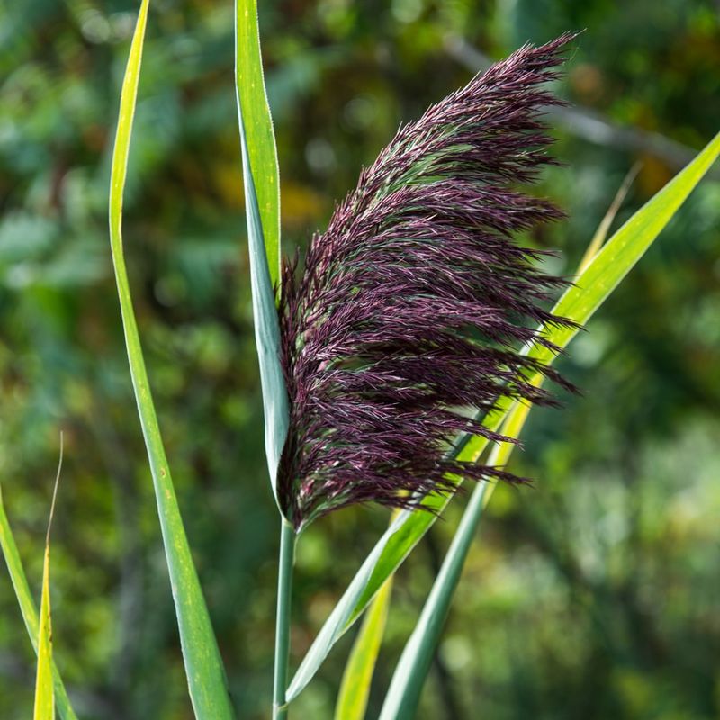 Non-Native Plant Species