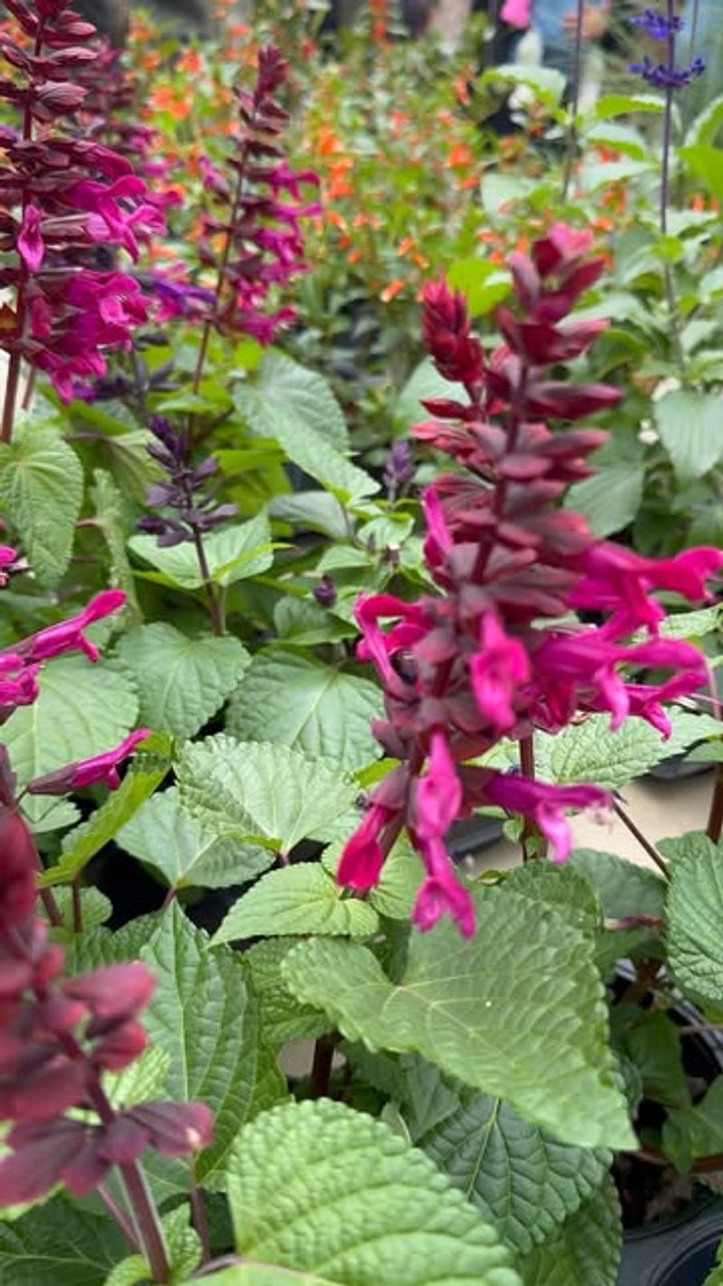Tubular Flower Shapes Fit Hummingbird Bills Perfectly