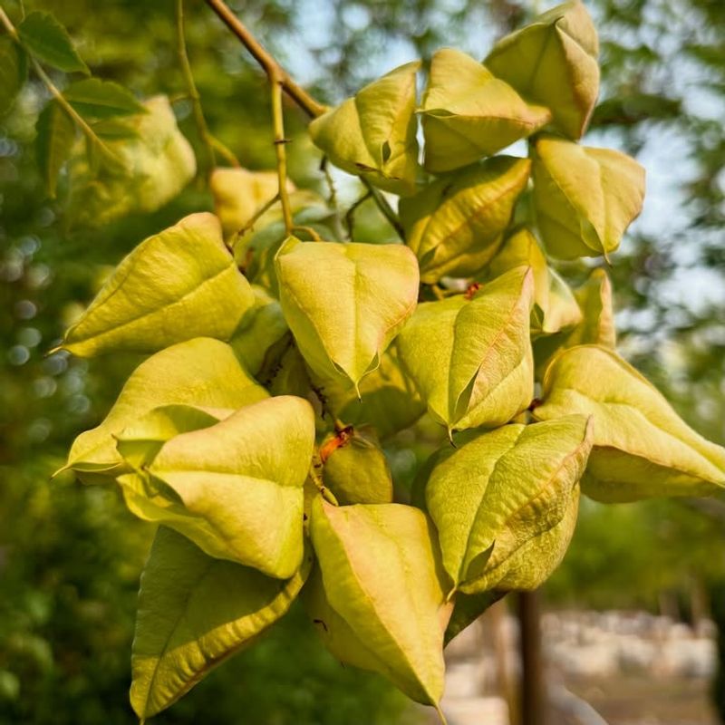 Papery Seed Pods Look Like Chinese Lanterns