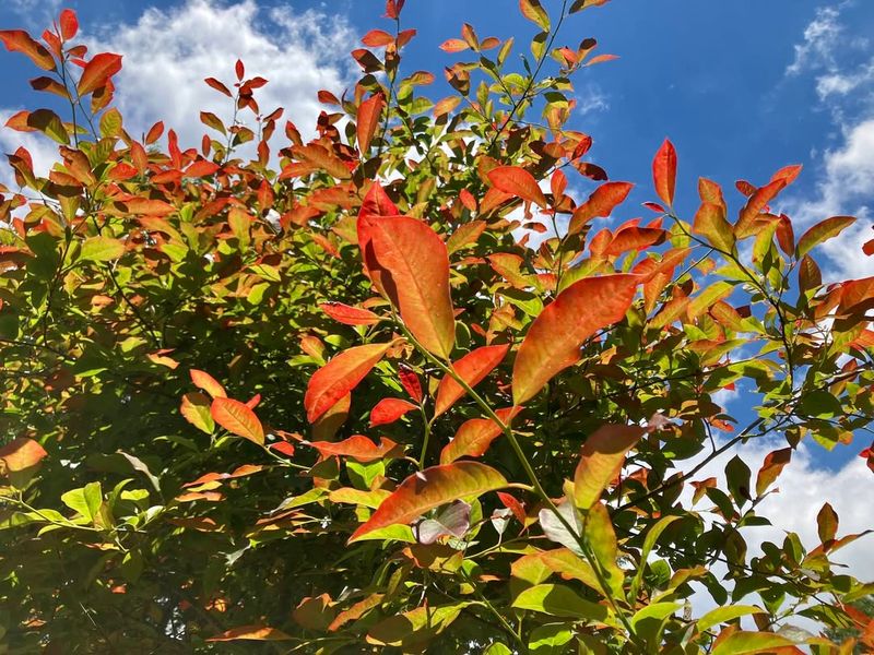 October Blooms Attract Swarms Of Busy Pollinators