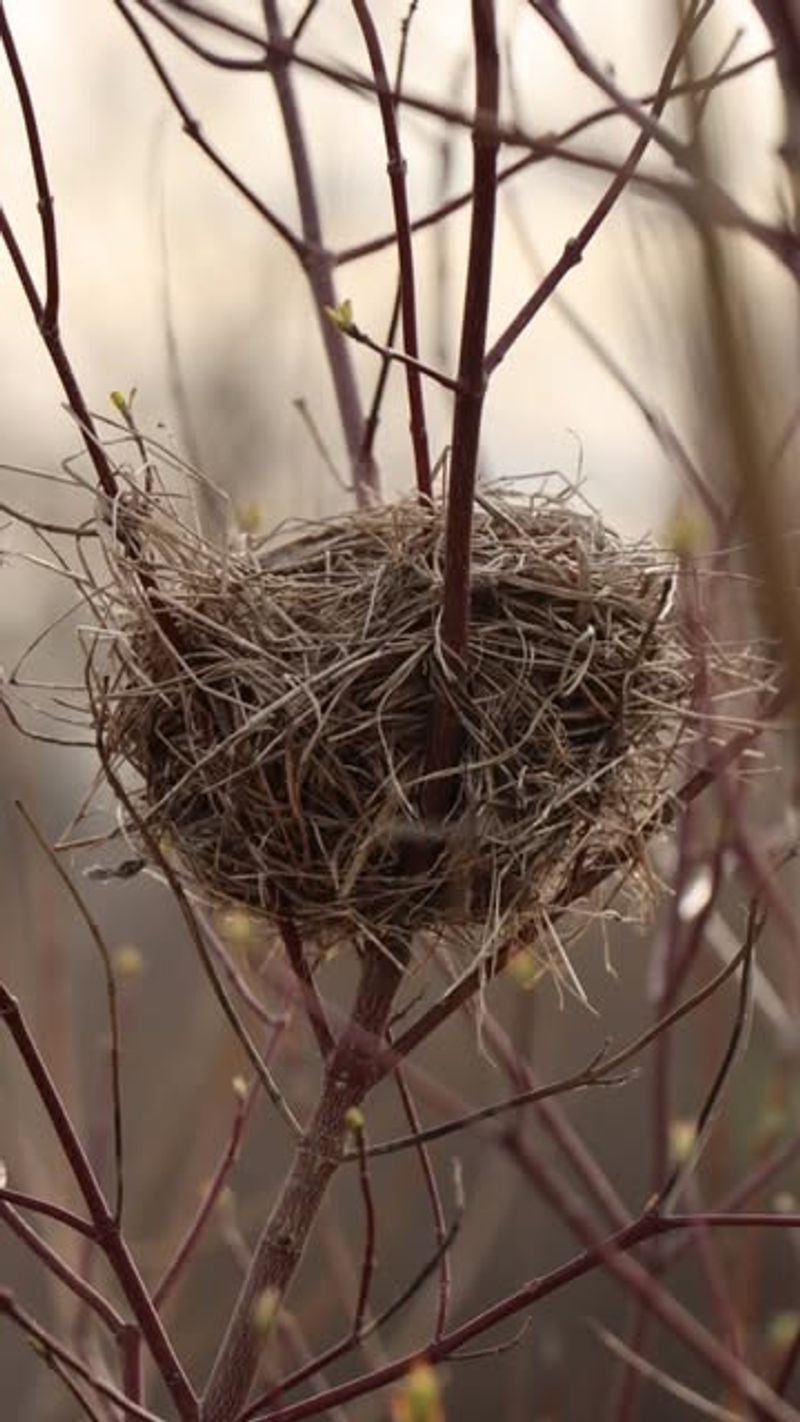 Ideal Nesting Sites for Future Seasons