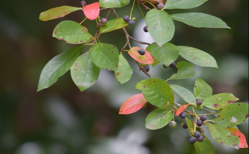 Small Blue Berries Attract Hungry Birds