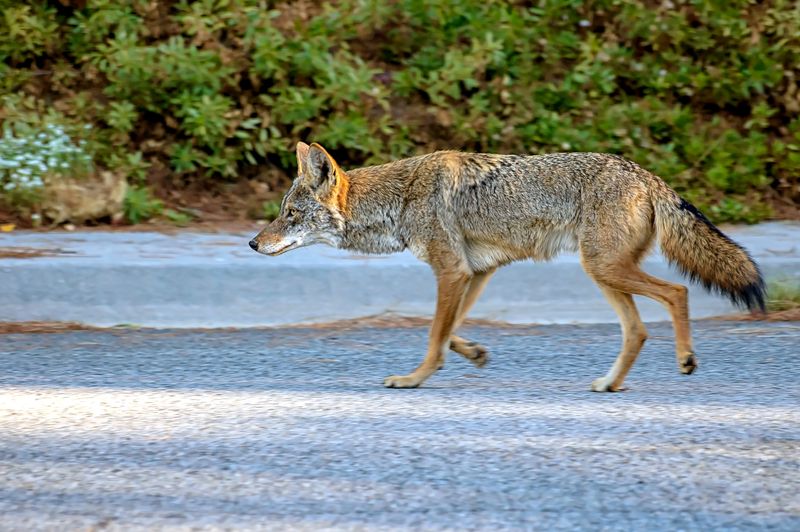 Spray The Coyote With A Hose
