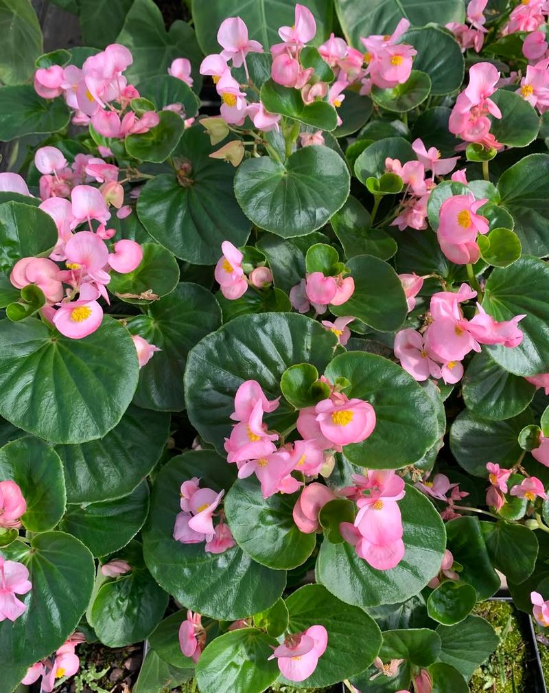 Mulch Hardy Begonias With Evergreen Boughs