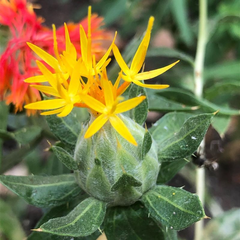Resists Common Crop Diseases