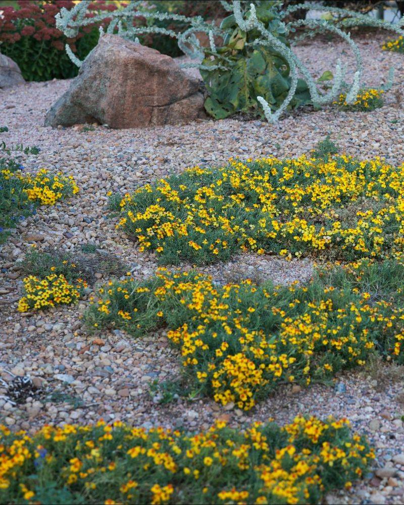 Desert Zinnia