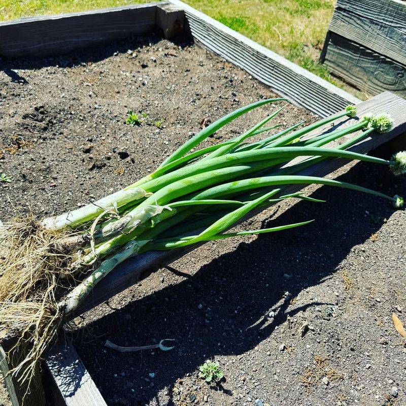 Scallions