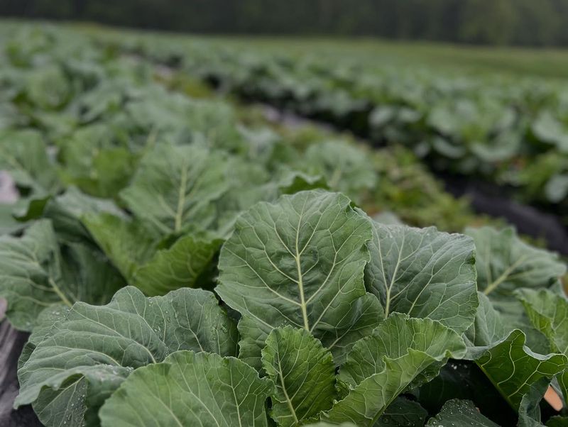 Kale And Collard Greens