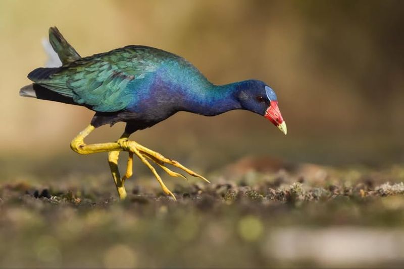 Purple Gallinule