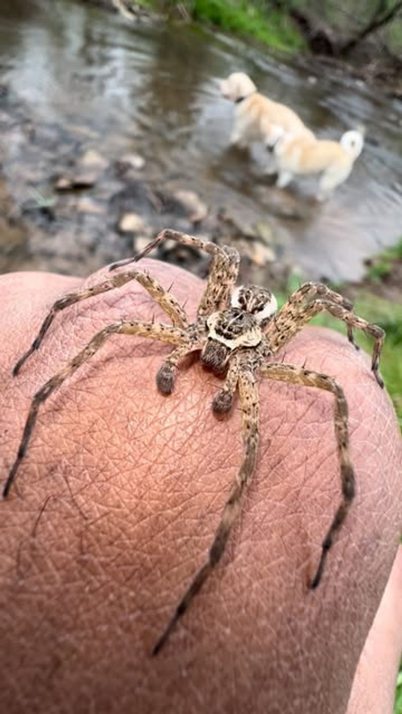 Black Widow Spider
