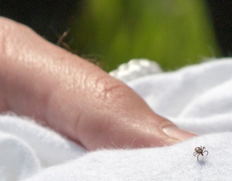 Blacklegged Tick