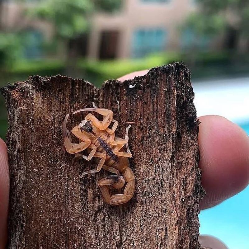 Striped Bark Scorpion