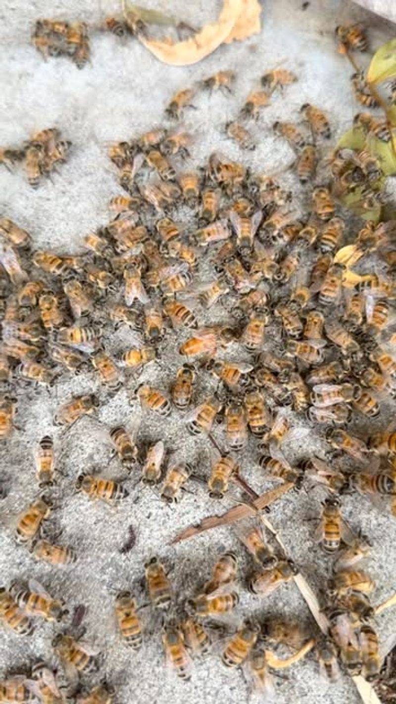 Africanized Honey Bees