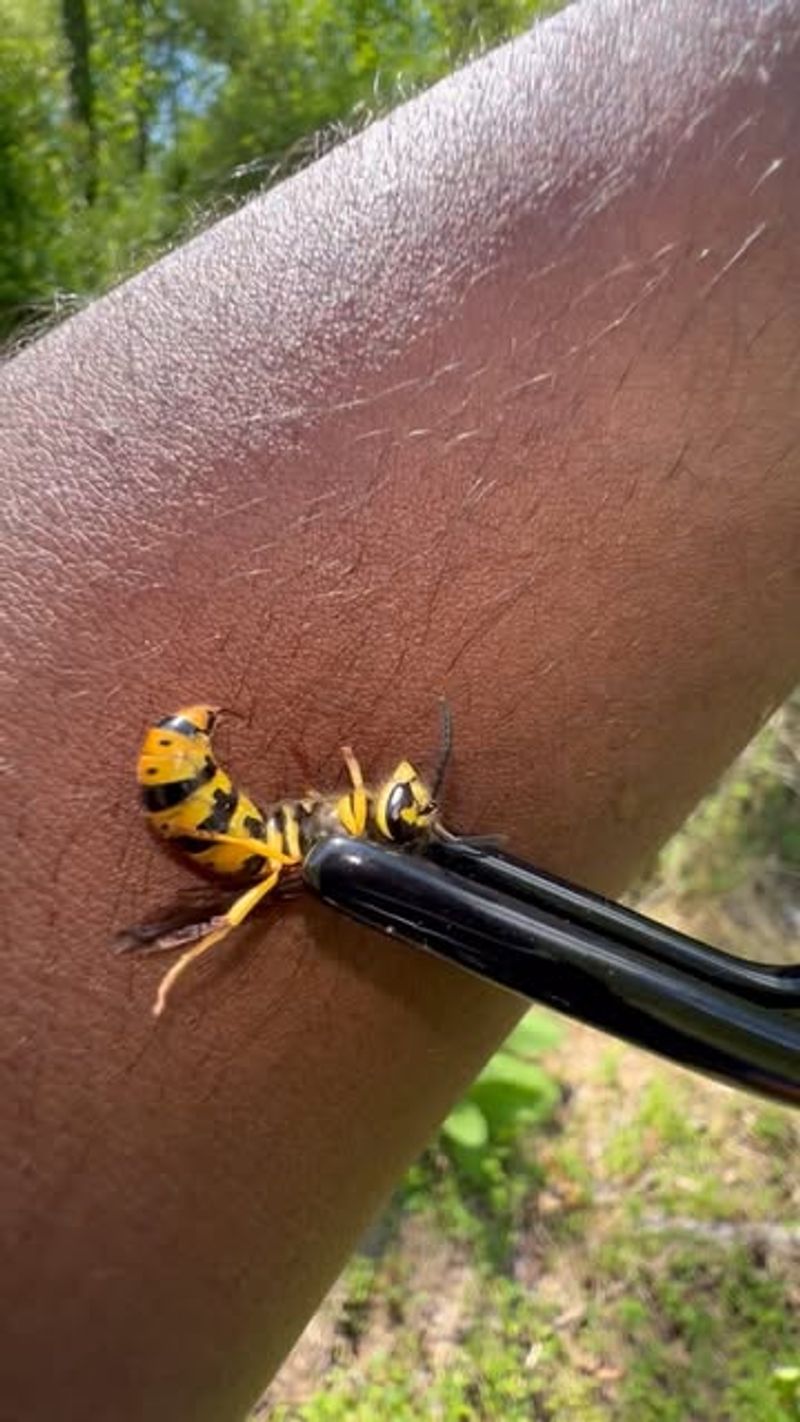 Yellow Jacket Wasp
