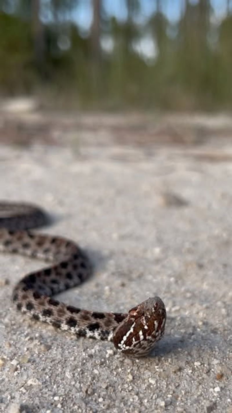 Pygmy Rattlesnake