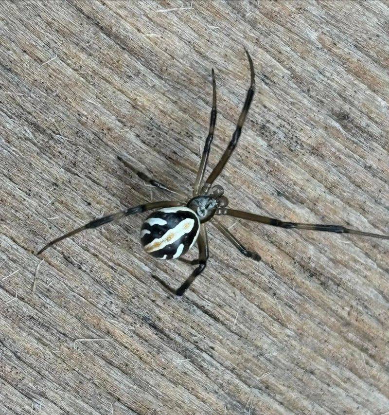 Northern Black Widow: The Red-Marked Menace