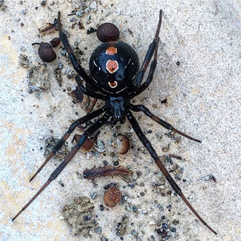 Black Widow Spiders