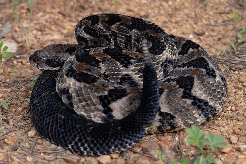 Timber Rattlesnakes Near Rock Gardens