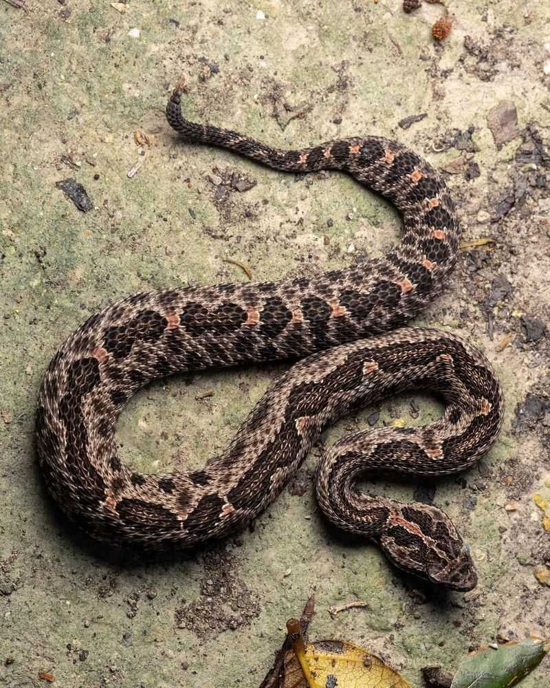 Pygmy Rattlesnake